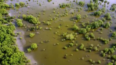 Hava manzaralı yeşil mangrov bitkisi Akşamları sulak arazide gölet üzerinde