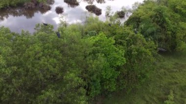 Hava manzarası daha az yardımcı kuşlar sulak arazinin yakınındaki ağaçta dinleniyor.
