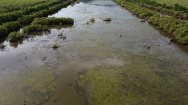 Mouche Aérienne Dessus Des Algues Flottant Sur Eau Près Des — Video