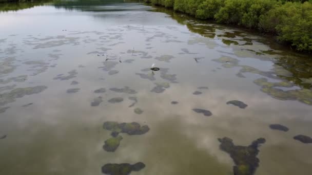 Pemandangan Udara Burung Heron Mencari Makanan Dekat Kolam Alga Yang — Stok Video