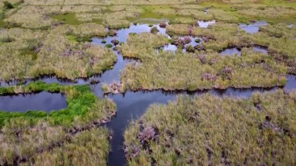 Uitzicht Vanuit Lucht Moeras Wetland Planten Water — Stockvideo