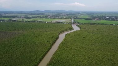 Hava manzaralı yeşil mangrov ormanı ve yeşil çeltik tarlalarının arka planı