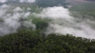 Hava manzaralı tarla yağlı palmiye ağaçları sisli alçak bulut günüyle kaplıdır.
