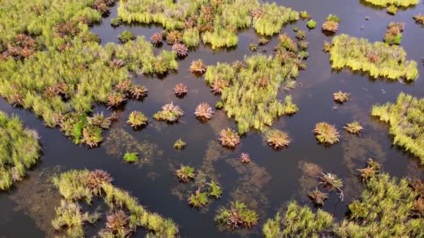 Malesian Kosteikkojen Yli Liukuva Antenni — kuvapankkivideo