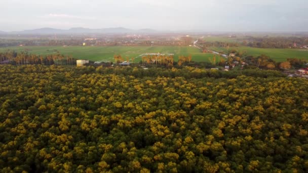 Ciepłe Łagodne Słońce Lesie Namorzynowym Polu Ryżowym — Wideo stockowe