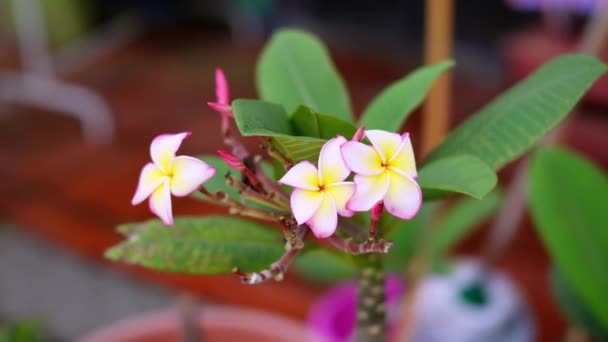 Välj Fokus Rosa Blomma Rörelse Grund Vinden — Stockvideo