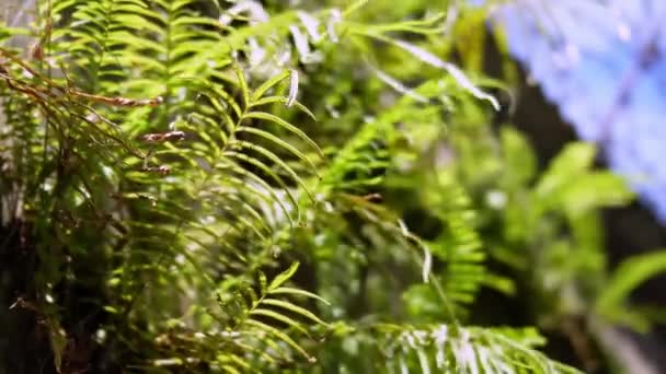 Välj Fokus Ormbunke Växt Vid Vägg Rörelse Blåsa Med Vinden — Stockvideo