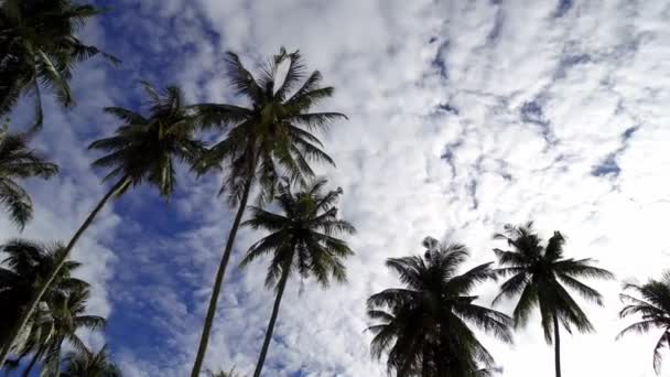 Panning Coconut Blue Hot Day — Stock video