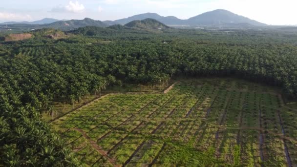 Vedere Aeriană Noul Arbore Palmier Ulei Replantare Plantație — Videoclip de stoc
