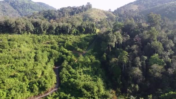 Aerial View Narrow Path Hill Plantation Malaysia Morning — Stock Video