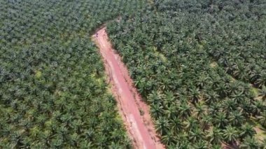 Sıcak güneşli bir günde yağlı palmiye çiftliğinde havadan bakıldığında kırmızı kil toprak