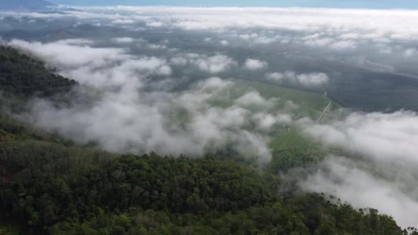 Aerial View Low Foggy Cloud Oil Palm Plantation Malaysia — Stock Video