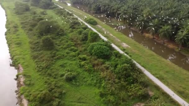 Птицы Белой Цаплей Летают Плантации Масличных Пальм — стоковое видео