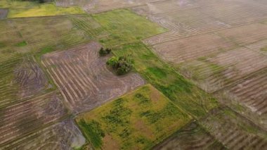 Hava manzaralı çeltik tarlası hasat edildikten sonra desenli
