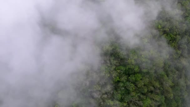 Vista Aérea Del Bosque Malasia Mañana Brumosa — Vídeos de Stock
