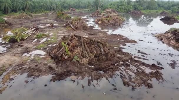 Медленный Ход Очистке Суши Отражения Масличных Пальм Воде — стоковое видео