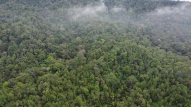 Tepedeki Malezya yağmur ormanlarında hava görüntüsü düşük bulut