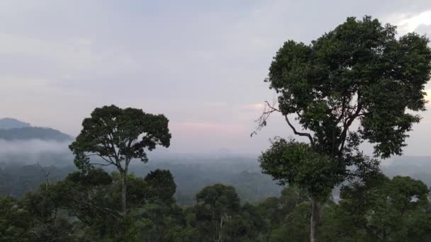 马来西亚多雾的天气 空中飞越两棵榴莲 — 图库视频影像
