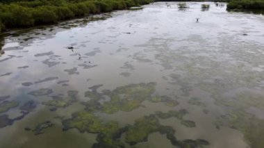 Balıkçıl kuşları ve yüzen su birikintisi.