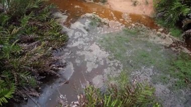 Balıkçıl kuşunun su kirliliğinde yiyecek araması..