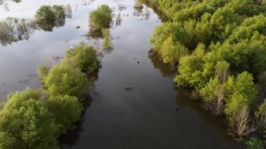 Mangrov ağacının üzerinden uçan hava sulak alanda yaşıyor.