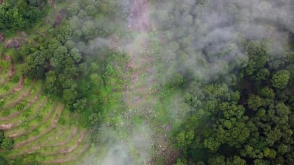 Vista Aérea Arriba Hacia Abajo Árbol Plátano Plantación Sobre Nube — Vídeos de Stock