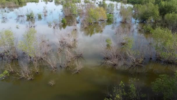 Légi Kilátás Száraz Zöld Mangrove Tee Vizes Élőhelyek — Stock videók