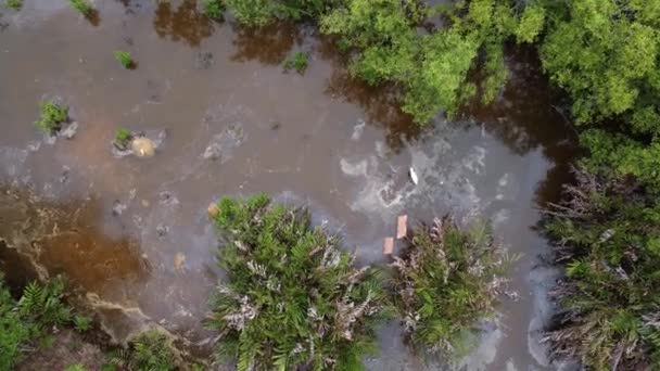 空中俯瞰白鹭在水污染池中觅食 — 图库视频影像