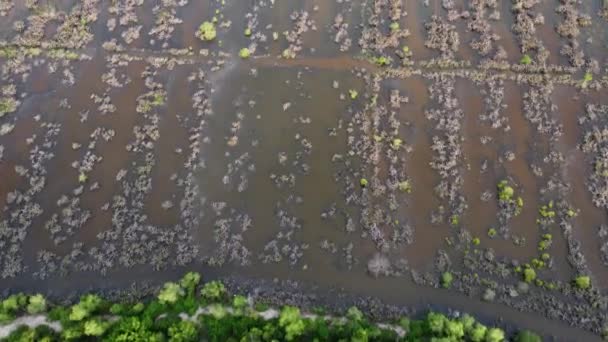 空中俯瞰湿地干枯的植物 — 图库视频影像