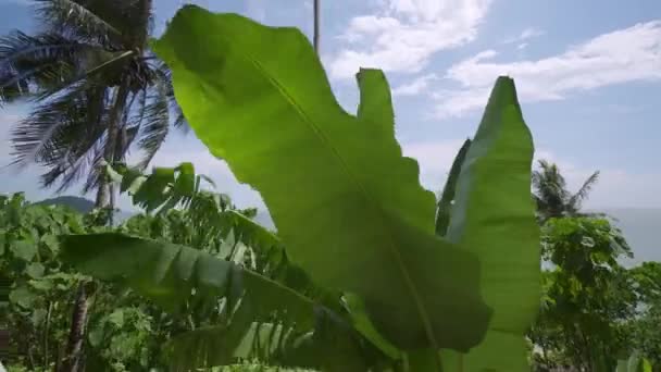 Rotação Rastreamento Folhas Banana Verde Dia Ensolarado Azul — Vídeo de Stock