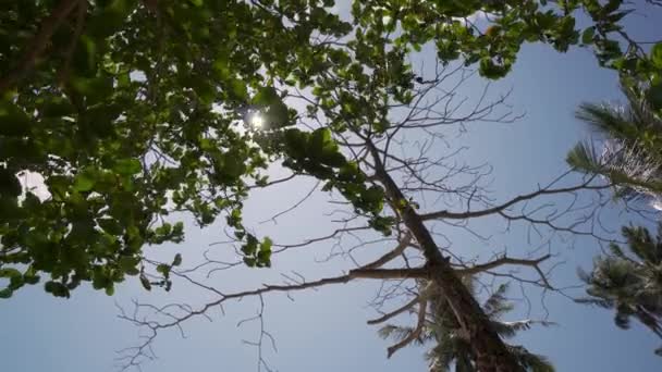 Bare Leaves Tree Hot Sunny Day Sun — Stock Video