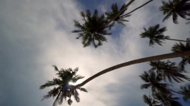 Hindistan cevizi ağacının arka ışık manzarasını eğ