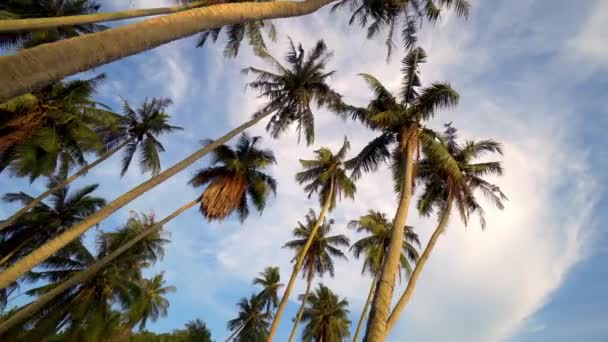 Langzaam Bewegen Avonds Kokosbomen Opzoeken Het Zonlicht — Stockvideo