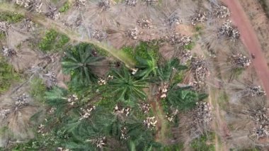 Havadan inen kazı makinesine bak. Yağ palmiyesini parçaladı.