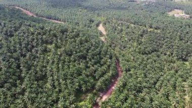 Yağ palmiyesi plantasyonunda hava eğrisi kırsal kırmızı toprak yolu