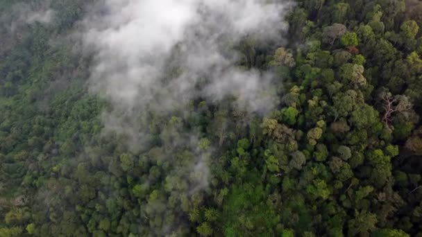 鳥の目のビューは 朝霧の雲の中で熱帯雨林を見下ろす — ストック動画