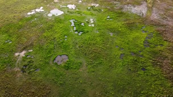 Luchtverplaatsing Wetland Groen Grasveld Met Watervijver — Stockvideo