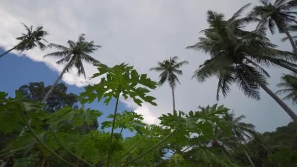 Arka Planda Hindistan Cevizi Ağaçları Olan Papaya Yapraklarını Yavaş Takip — Stok video