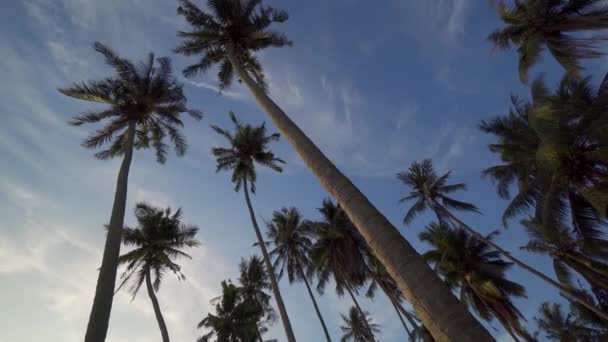 Inclinare Visualizzare Gli Alberi Cocco Nel Cielo Blu Della Sera — Video Stock