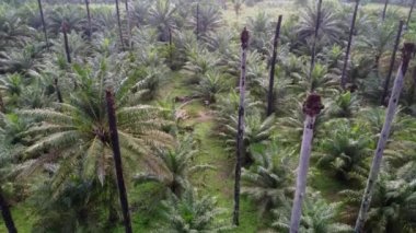 Kırsaldaki ölü, çıplak palmiye ağaçlarının üzerinde uçan bir hava.