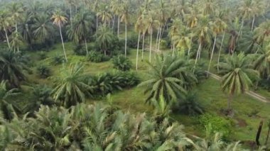 Kırsal alanda hava manzaralı palmiye ağaçları ve hindistan cevizi ağaçları