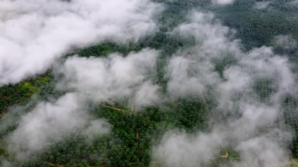 Vista Aerea Piantagione Palma Olio Nella Nebbia Mattina — Video Stock