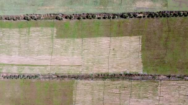 Aerial View Green Field Plantation Water Hose — Vídeo de stock