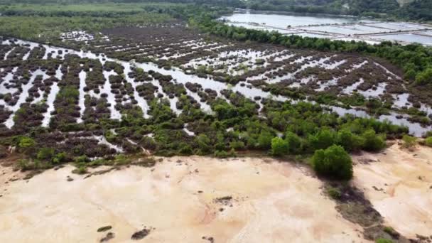 Uitzicht Vanuit Lucht Droge Plant Wetland Maleisië — Stockvideo