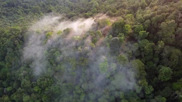 Aerial View Morning Fog Cloud Cover Rainforest — Stockvideo