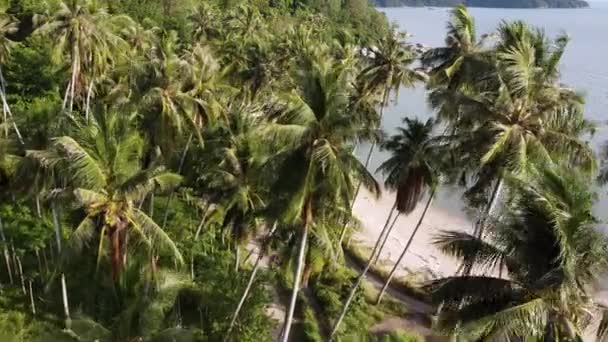 Vuelo Aéreo Sobre Plantación Coco Verde Lado Playa — Vídeos de Stock