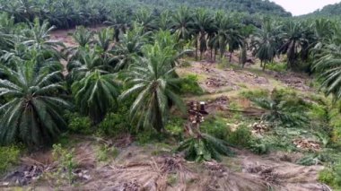 Seberang Perai, Penang, Malezya - 18 Ekim 2021: Hava rotasyonu kazıcıyı izleyerek yağ palmiyelerini buldozerle ezdi