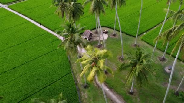 페냐가 이지아 2021 방문객들이 코코넛 농장의 모습을 — 비디오
