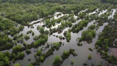 Sulak alandaki yeşil mangrov ağacının üzerindeki güneş ışınlarının yansıması üzerinde uçan bir sinek.