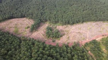Aerial rotation land clearing activity at oil palm plantation